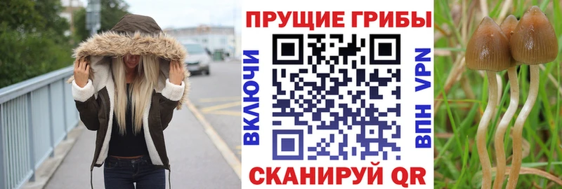 хочу   Мончегорск  blacksprut ссылка  Галлюциногенные грибы MAGIC MUSHROOMS 